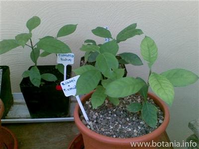 Ayahuasca Biotop, Psychotria viridis & Banisteriopsis caapi